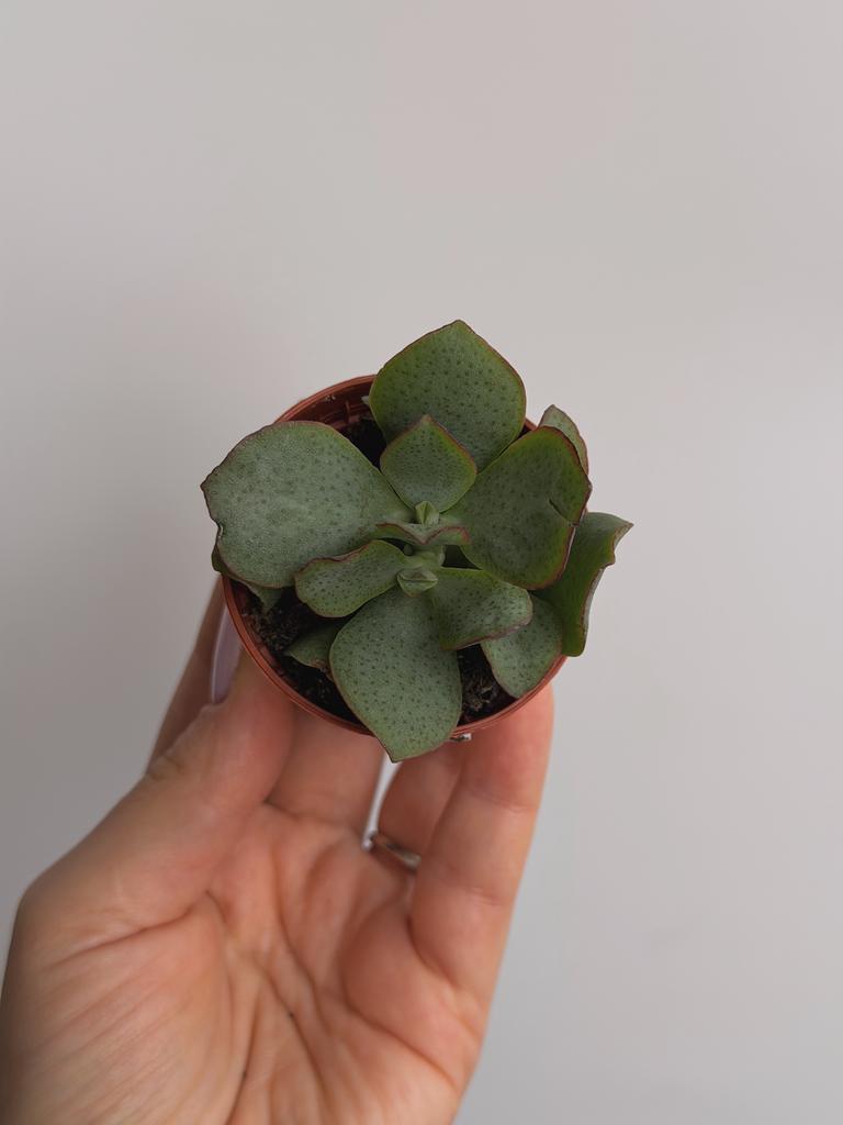 Крассула Нефритовая рябь