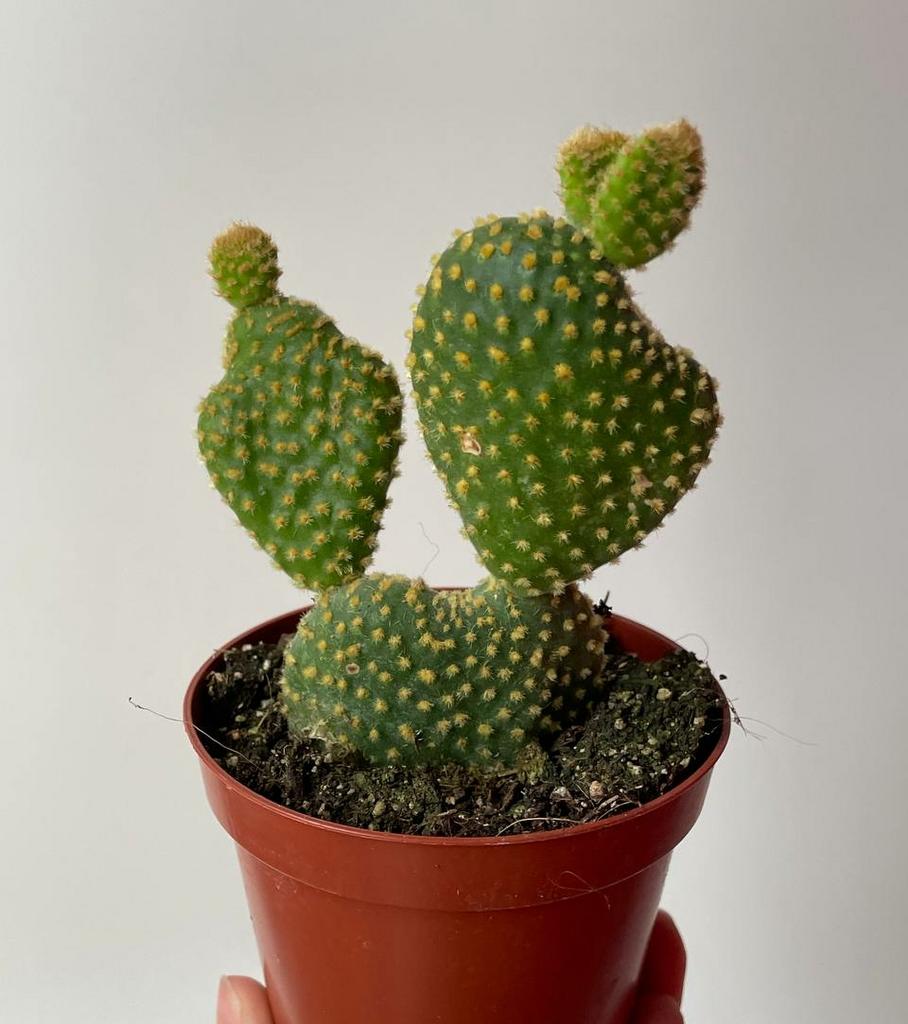 Опунция Микродазис Альбата