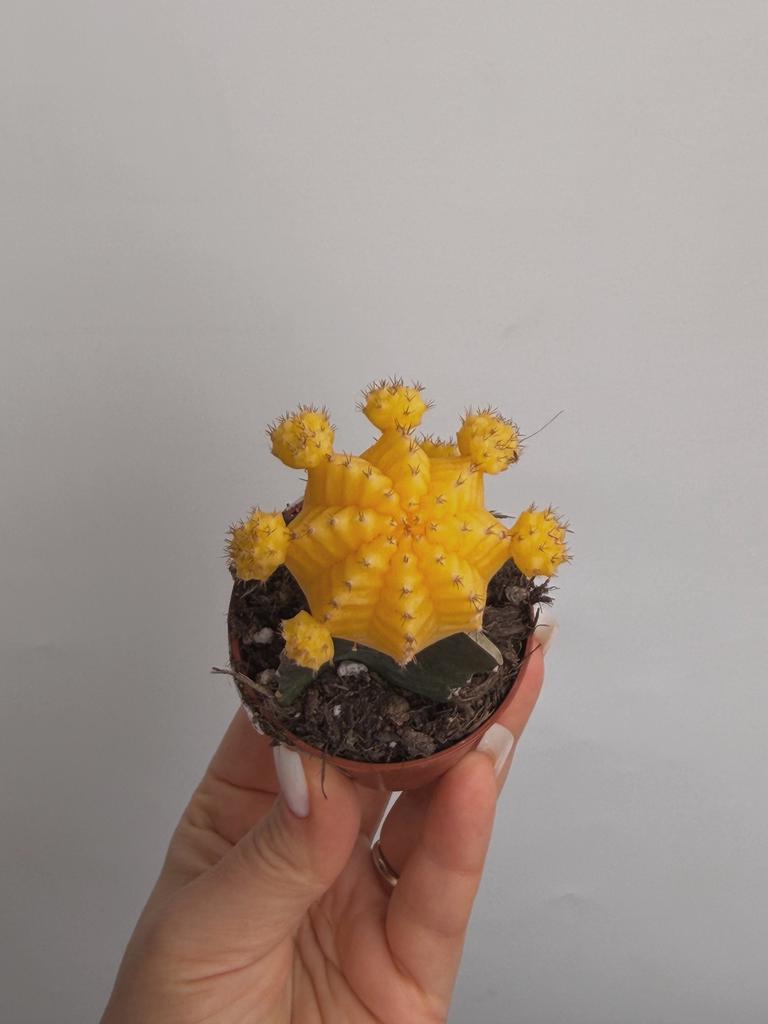 Гимнокалициум Михановича Жёлтый