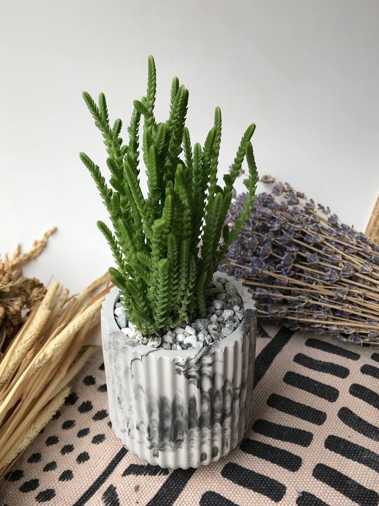 Крассула Плауновидная