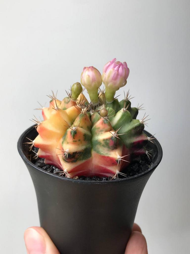 Гимнокалициум Вариегатный