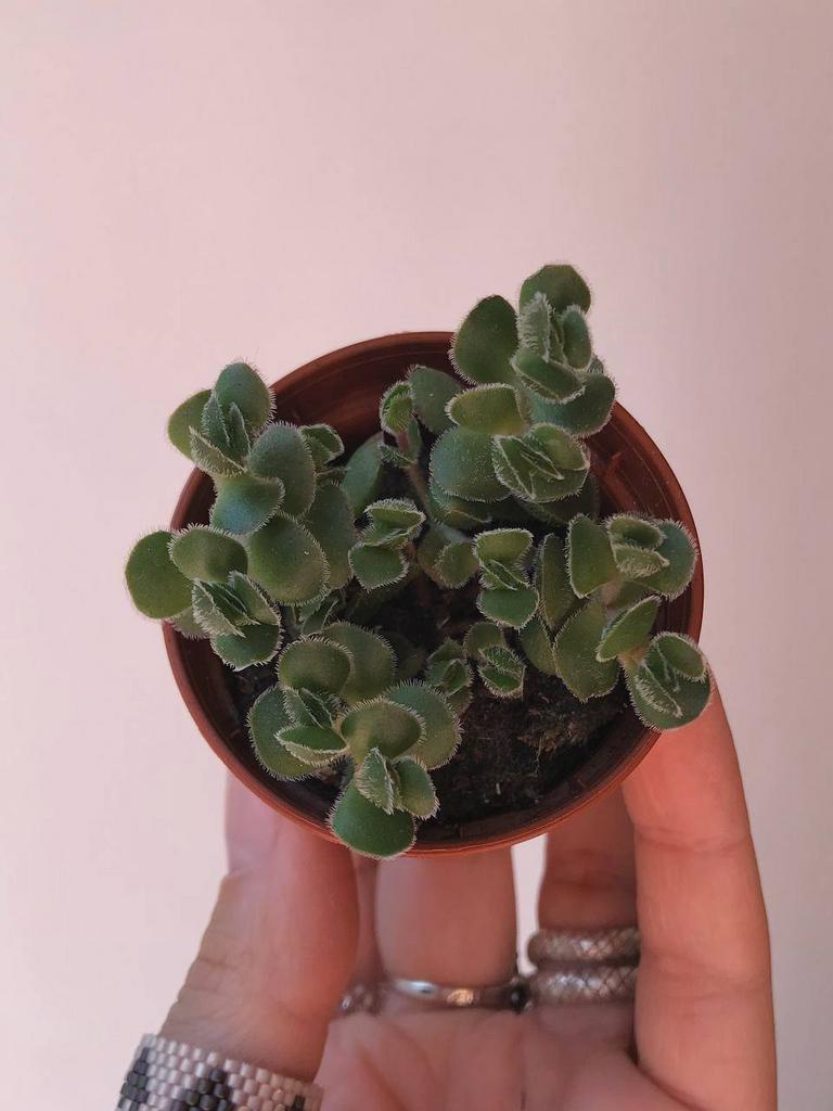 Крассула Давид