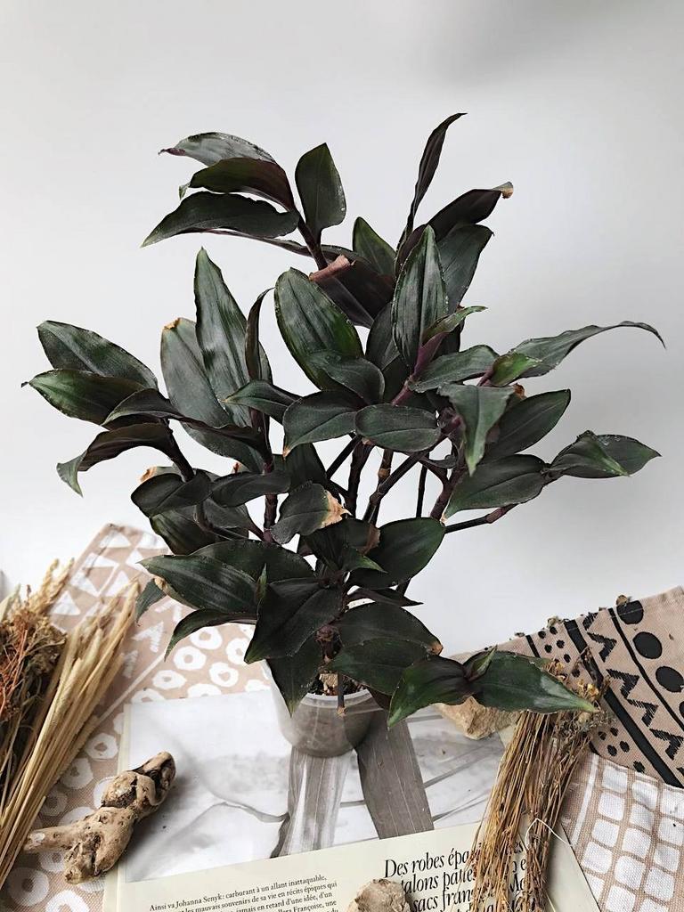 Традесканция Роксо