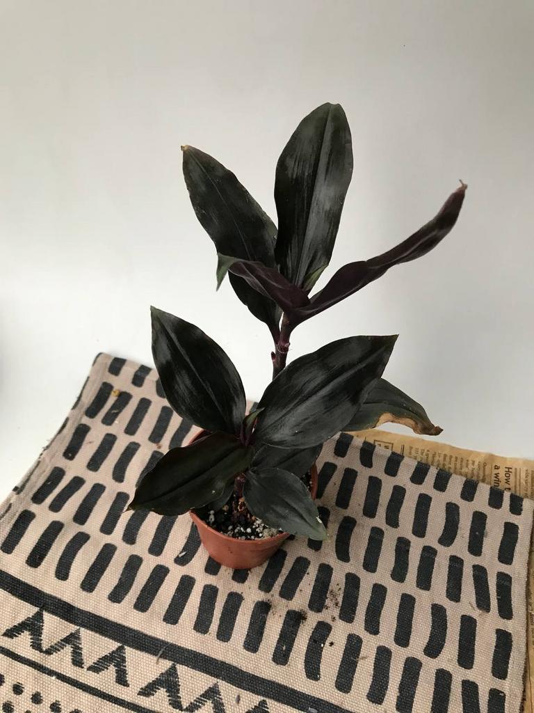 Традесканция Роксо