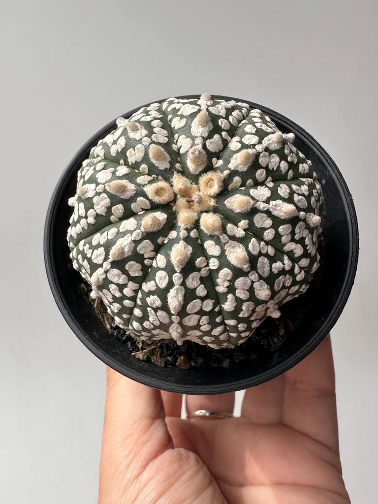 Астрофитум Астериас Супер Кабуто