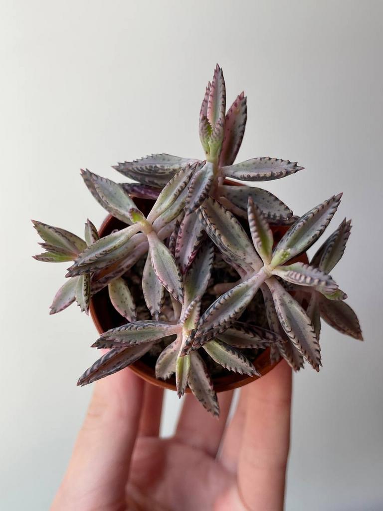 Каланхоэ Дегремона