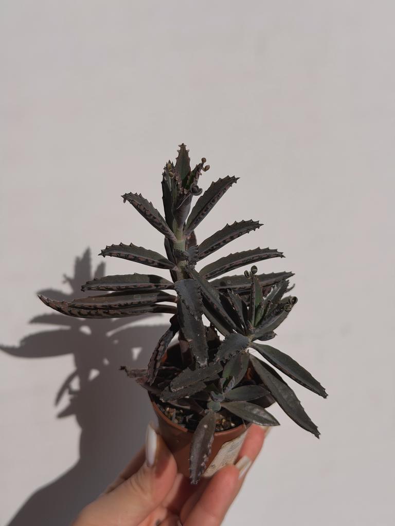 Каланхоэ Дегремона