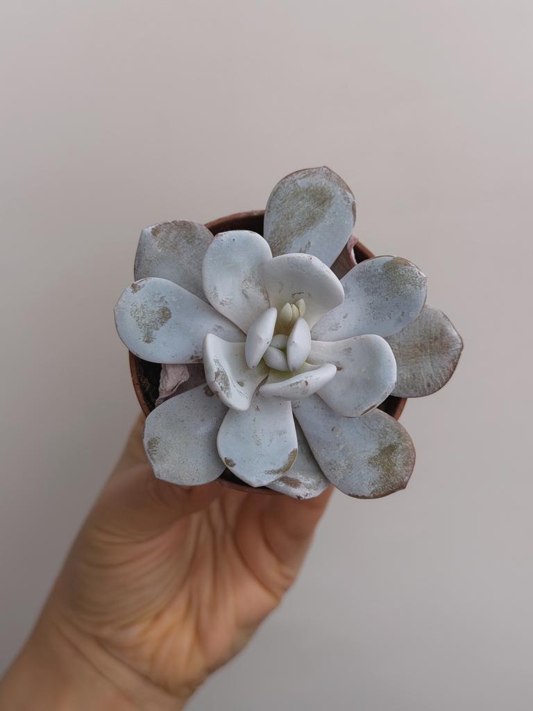 Эхеверия Лауи