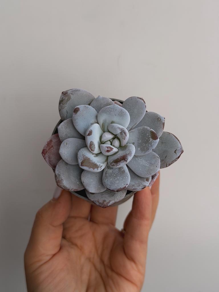 Эхеверия Лауи