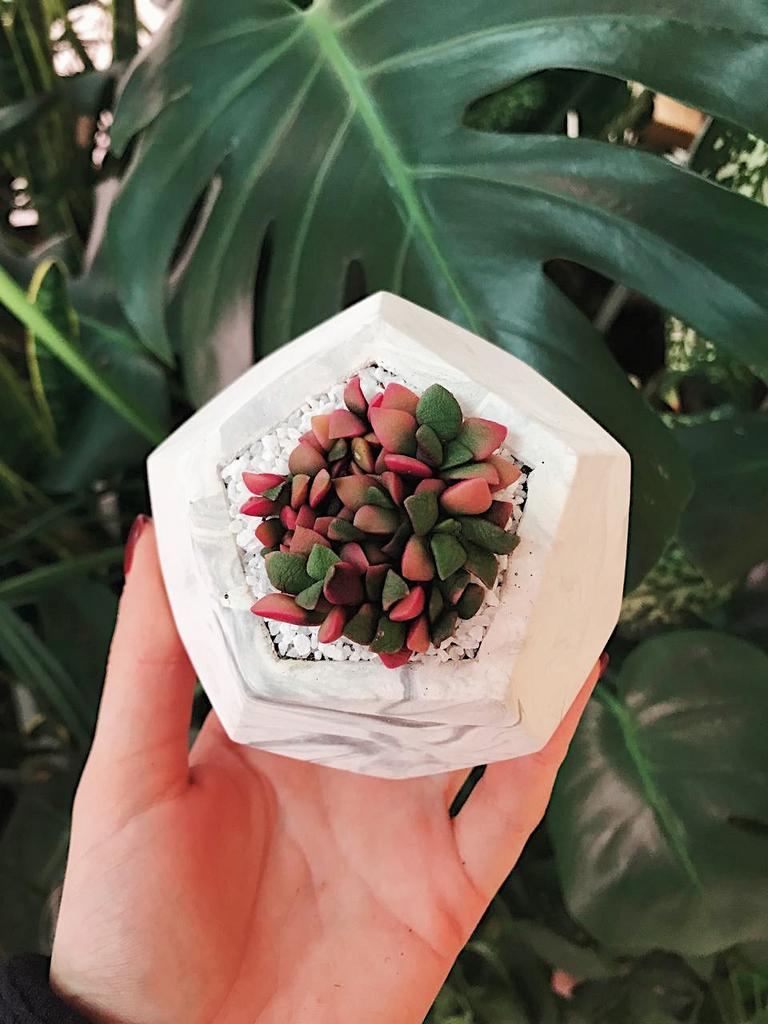 Анакампсерос Санрайз