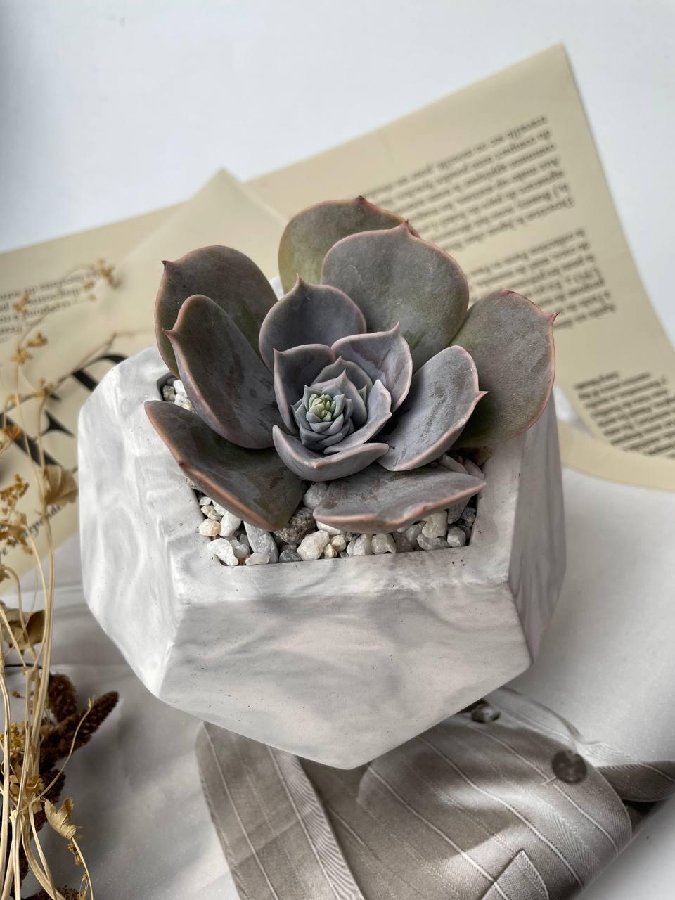 Экстермерия гүлі Экстермерия гүлі