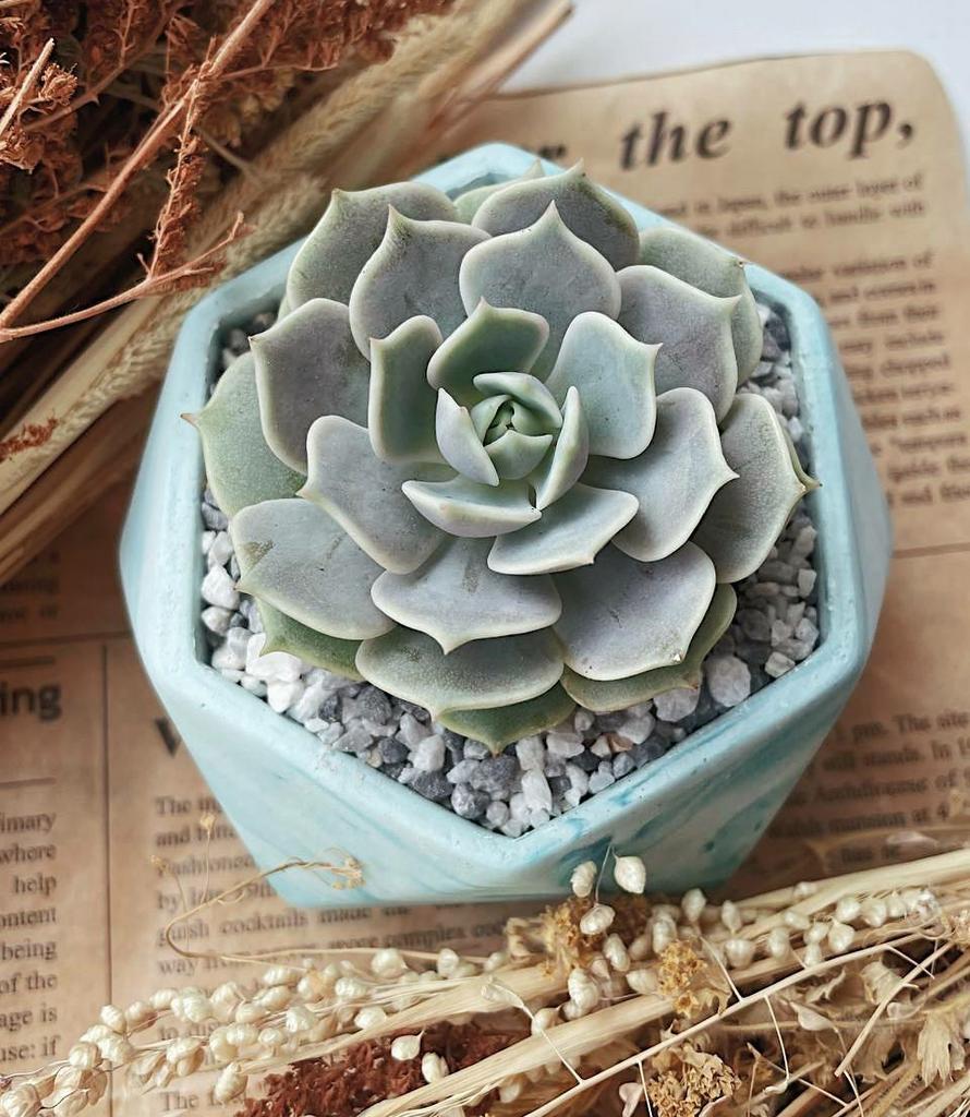 Эхеверия Лола