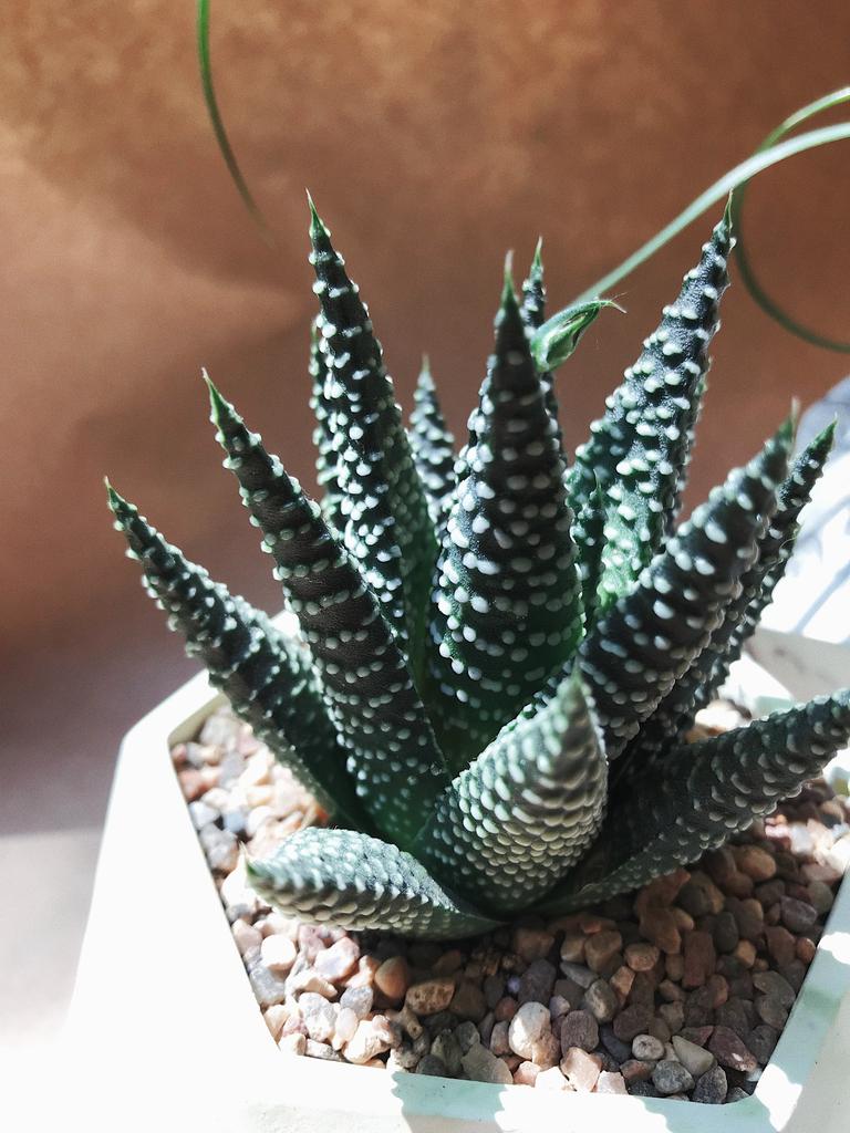 Хавортия Жемчужная