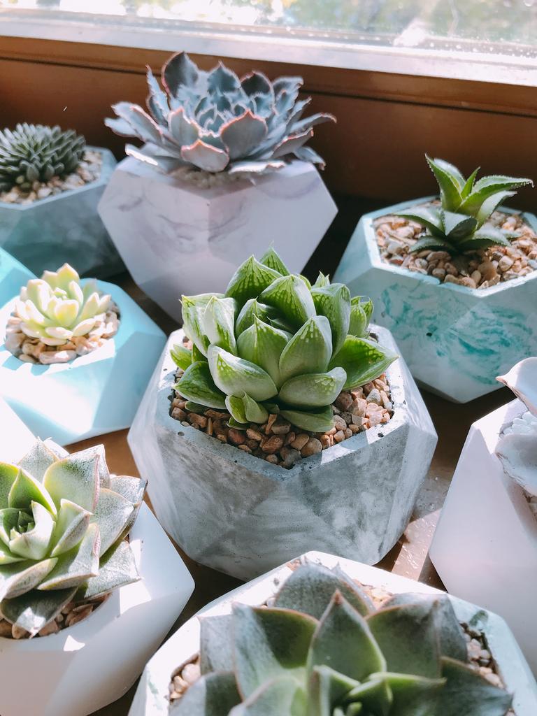 Хавортия Ладьевидная