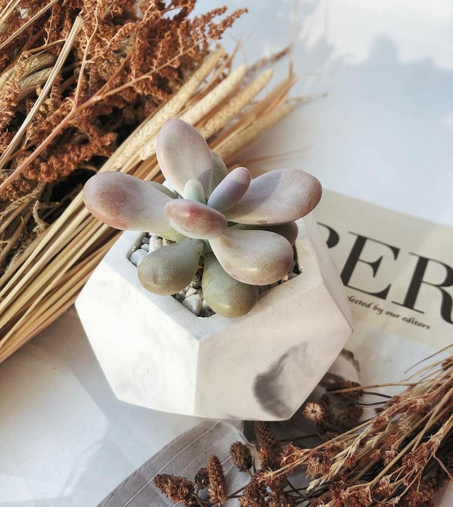 Граптопеталум Аметистовый