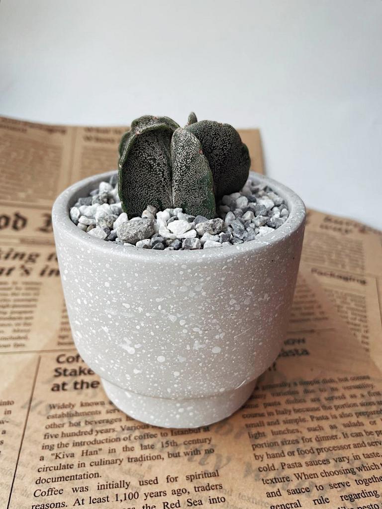 Астрофитум