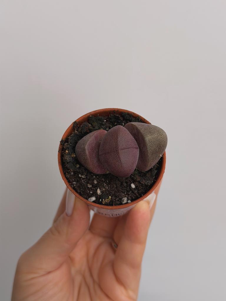 Плейоспилос Нелли Рубра