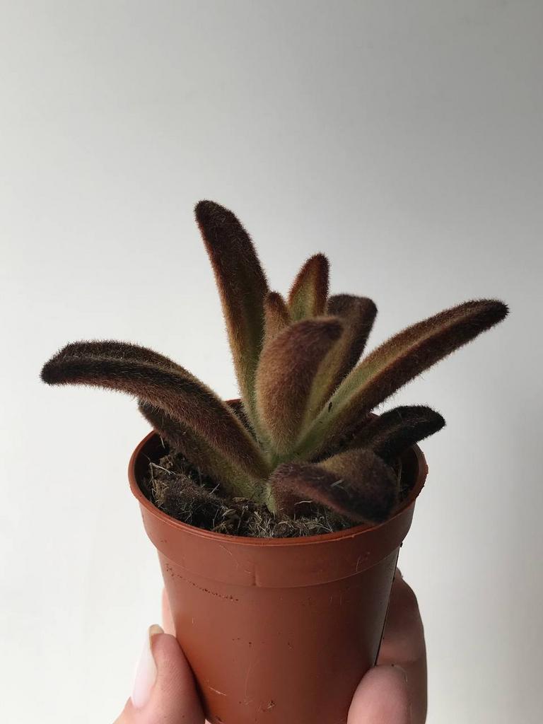 Каланхоэ Шоколадный Солдатик