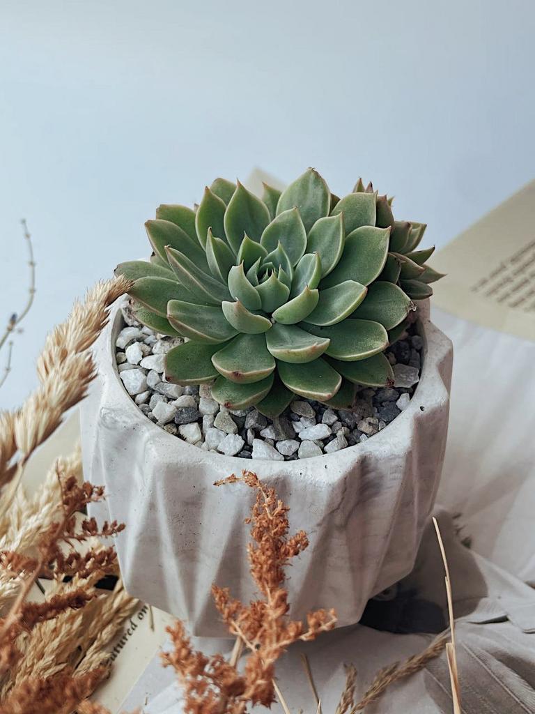 Граптопеталум Альтаир