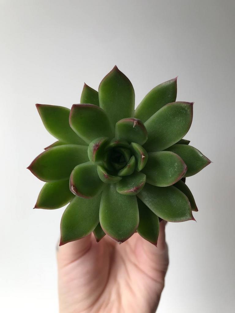 Эхеверия Агавовидная