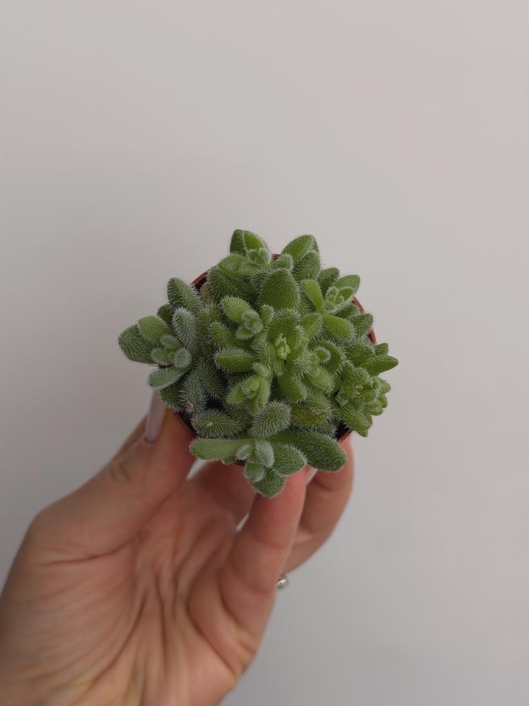 Седум Хинтони