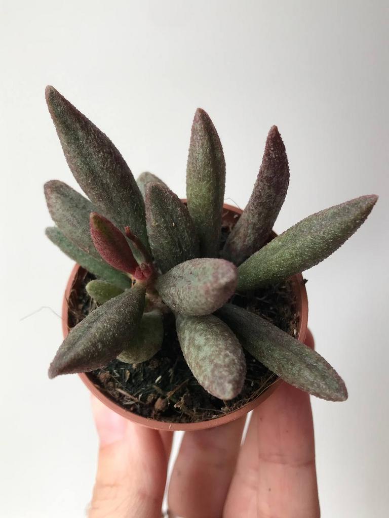 Адромискус Мариане Антидоркатум