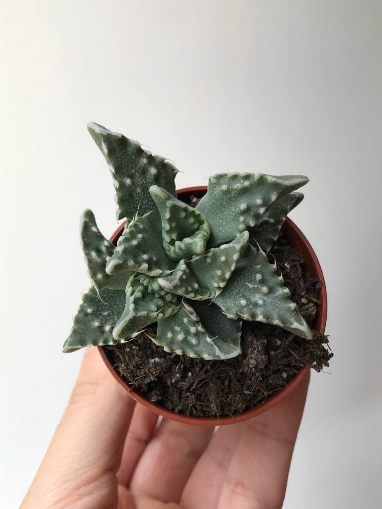 Фаукария Тигрина