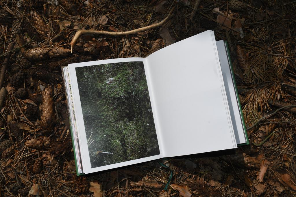 In the forest home of your forgotten dreams