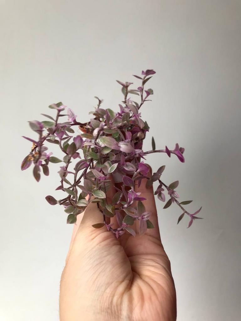 Каллизия Розовая Пантера