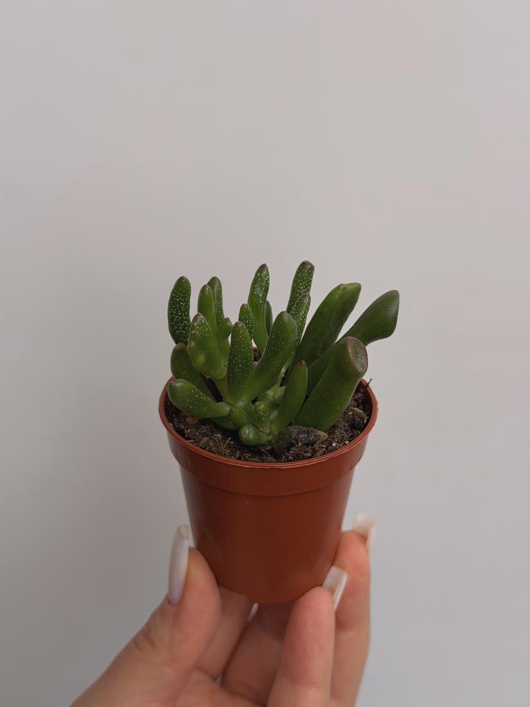 Крассула Овата Хоббит