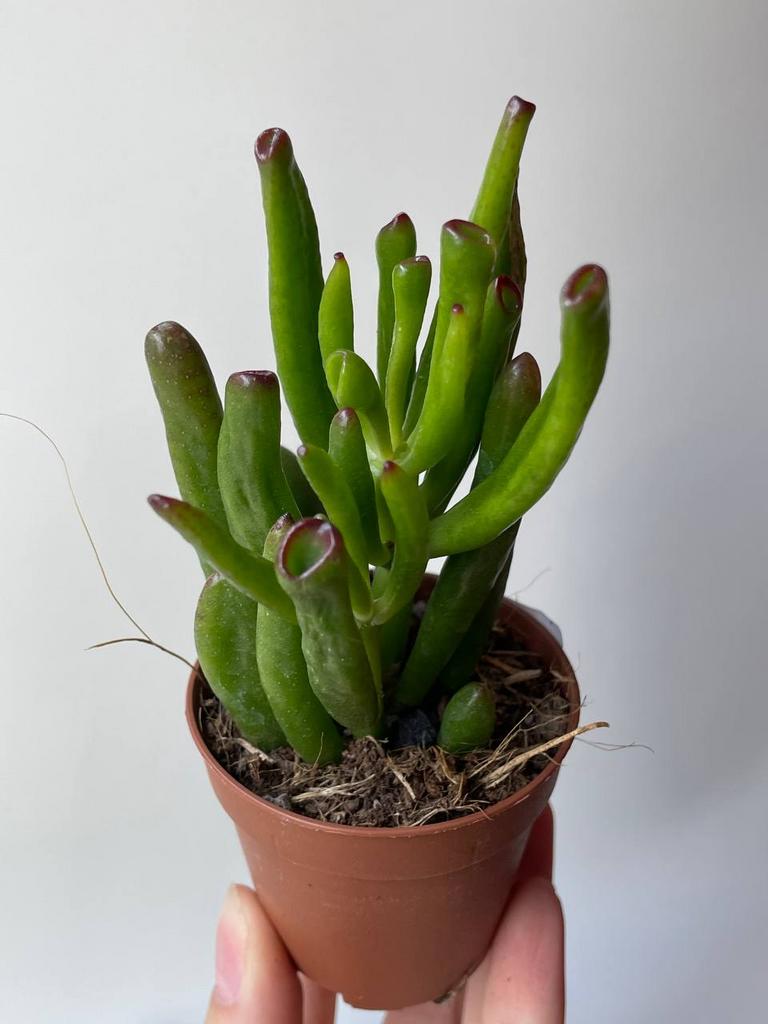 Крассула Овата Хоббит