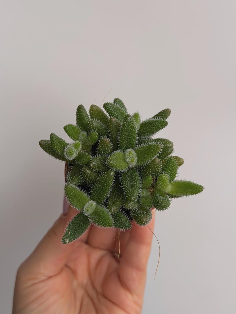 Делосперма Эхинатум