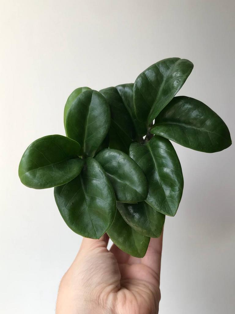 Замиокулькас Зензи