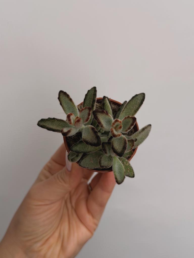 Каланхоэ Кошачьи Ушки