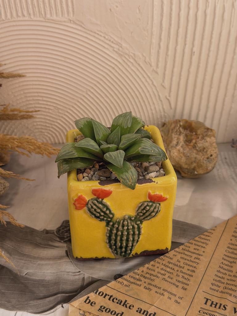 Хавортия в жёлтом горшочке