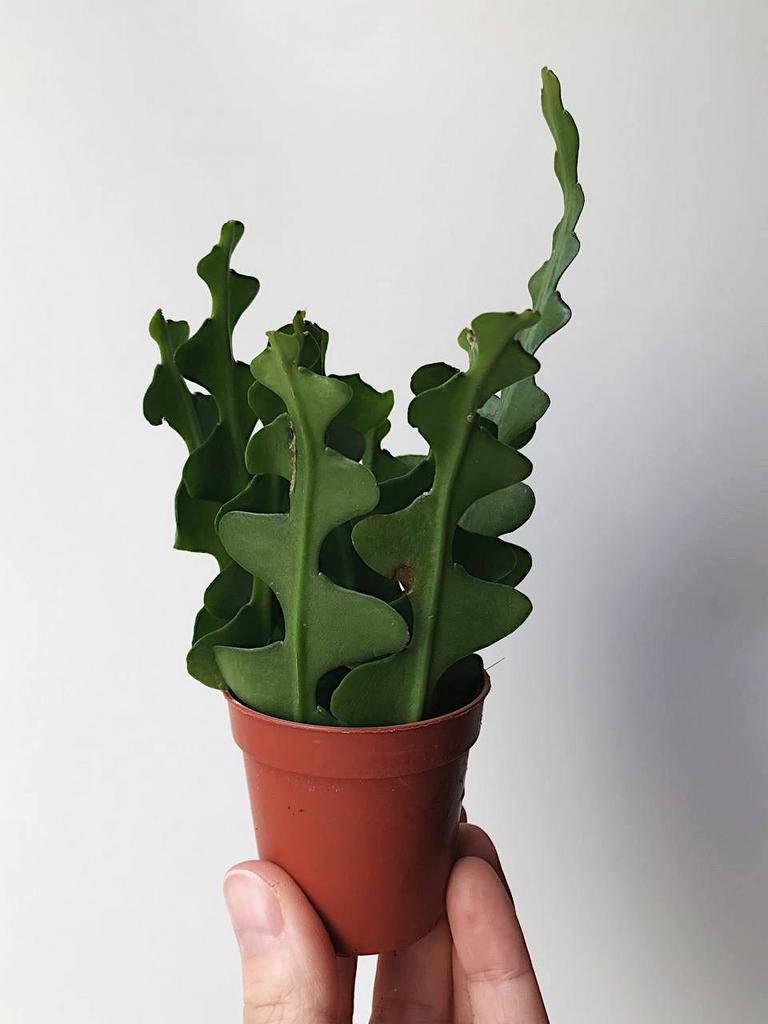 Эпифиллум угловатый