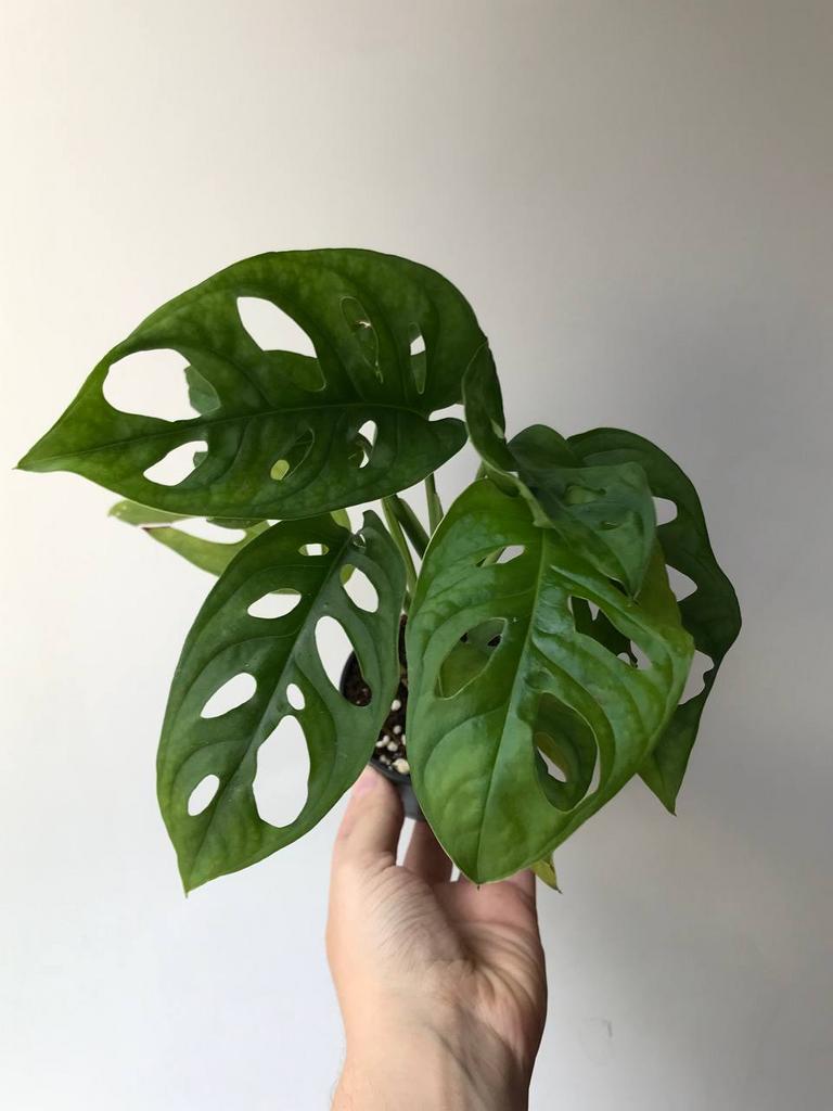 Монстера Манки Лиф