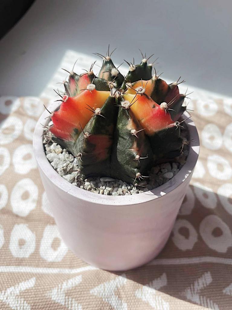 Гимнокалициум Вариегатный