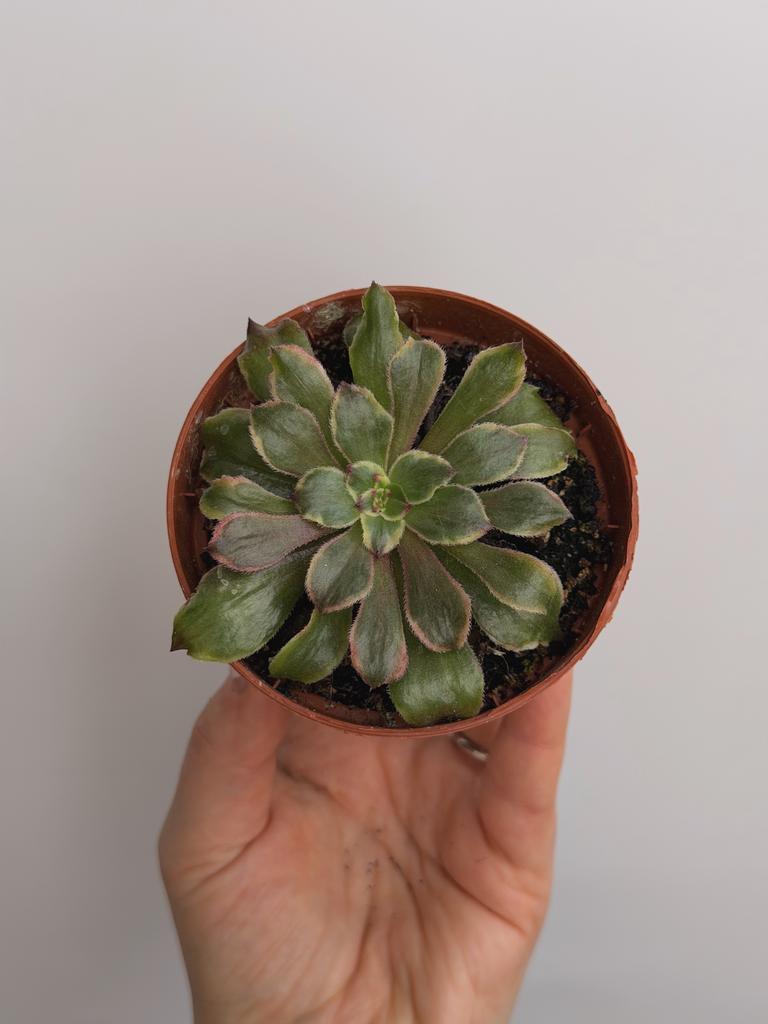 Эониум Марди Грас D8