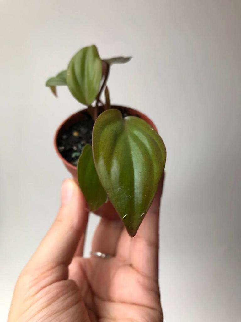 Филодендрон Сканденс Миканс