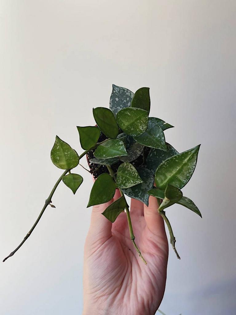 Хойя Крониана Сплеш D6