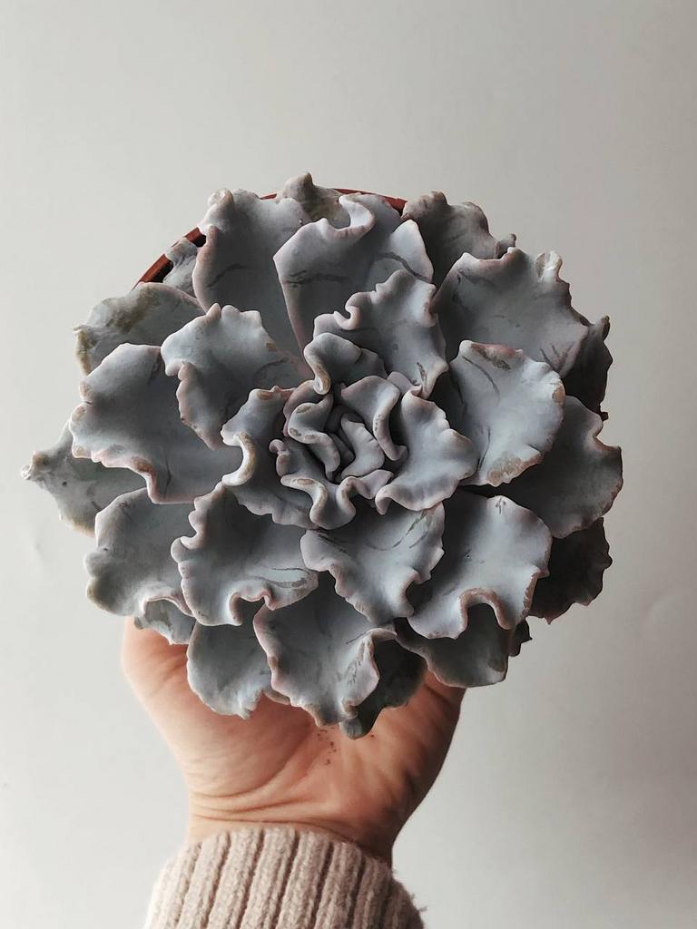 Эхеверия Криспата Бьюти