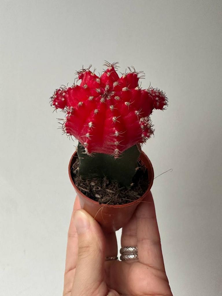 Гимнокалициум Михановича Красный