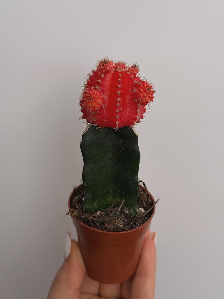 Гимнокалициум Михановича Красный