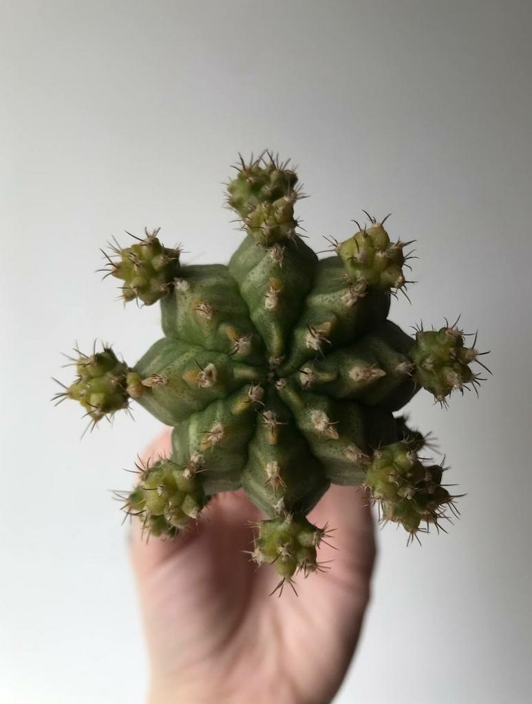 Гимнокалициум Михановича Зелёный