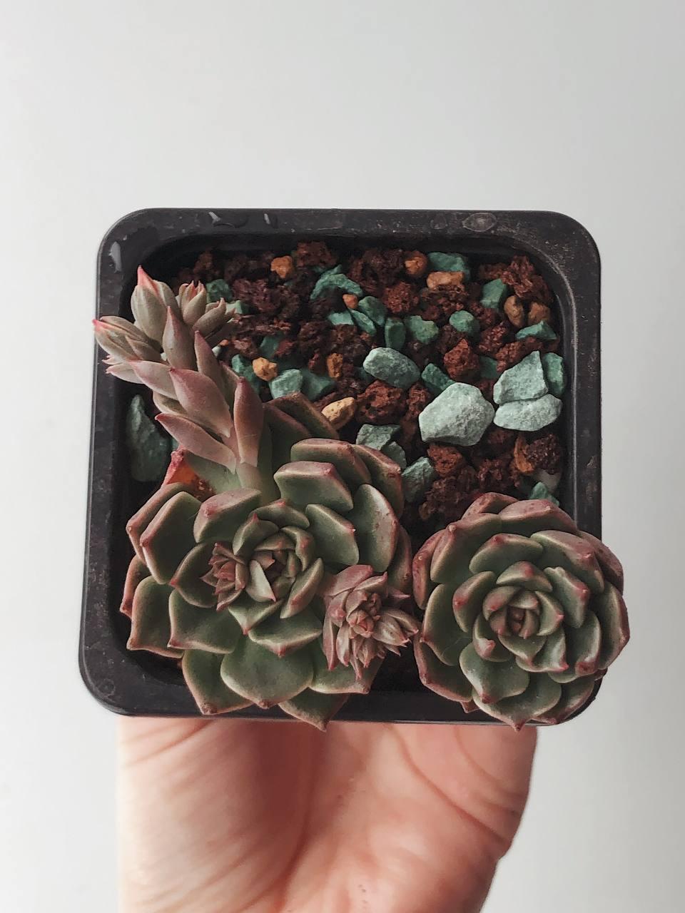 【✦echeveria✦再販受注生産✦size1✦Olive✦leather✦】 Echeveria Olivia ﻿cluster 奥利维亚群– Succulents Delight