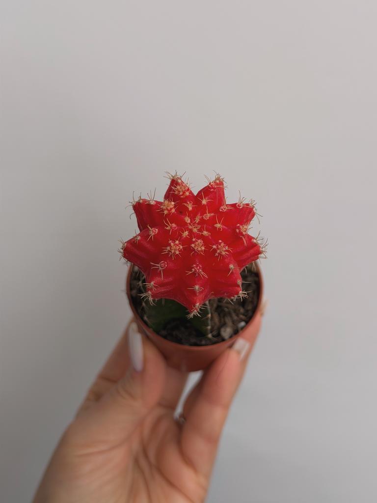 Гимнокалициум Михановича Оранжевый