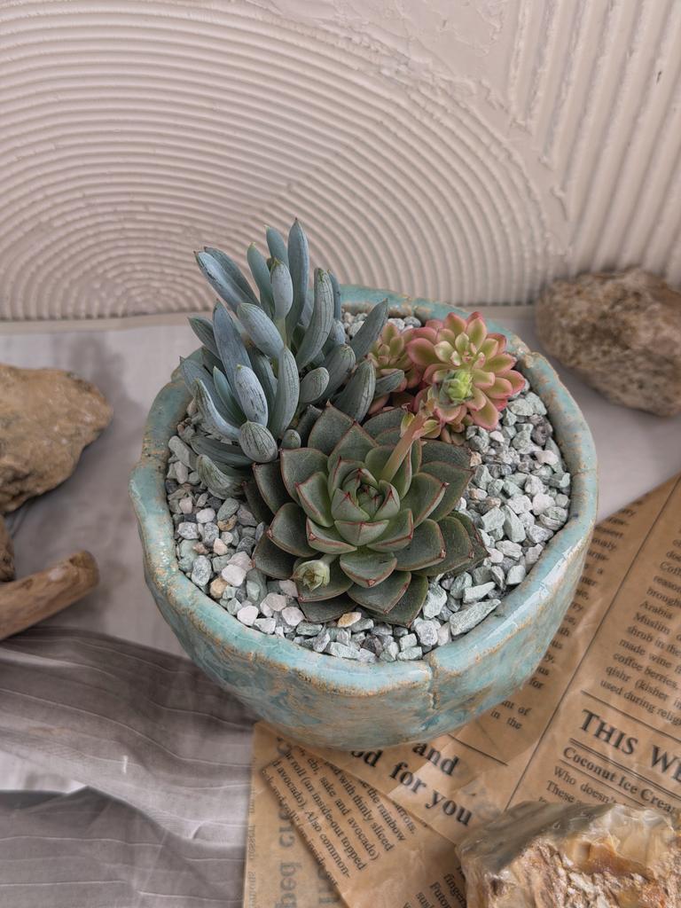 Садик в голубом керамическом горшке