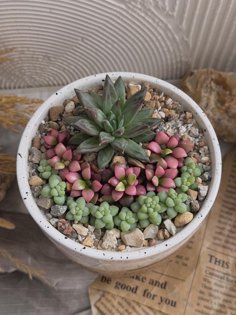 Сад из суккулентов "Сакура"