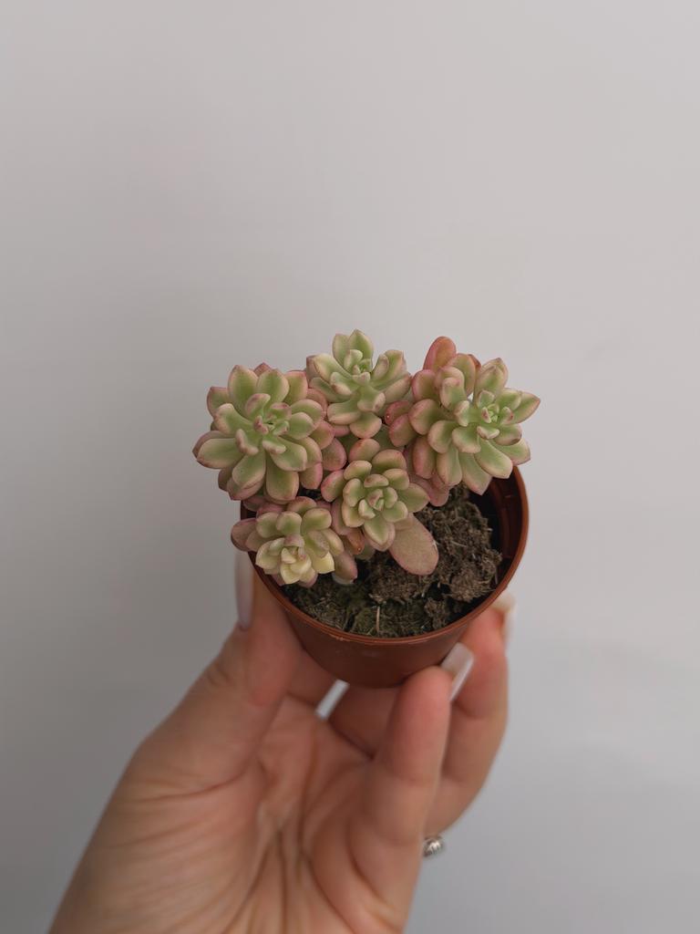 Седум Джойс Таллоч вариегатный